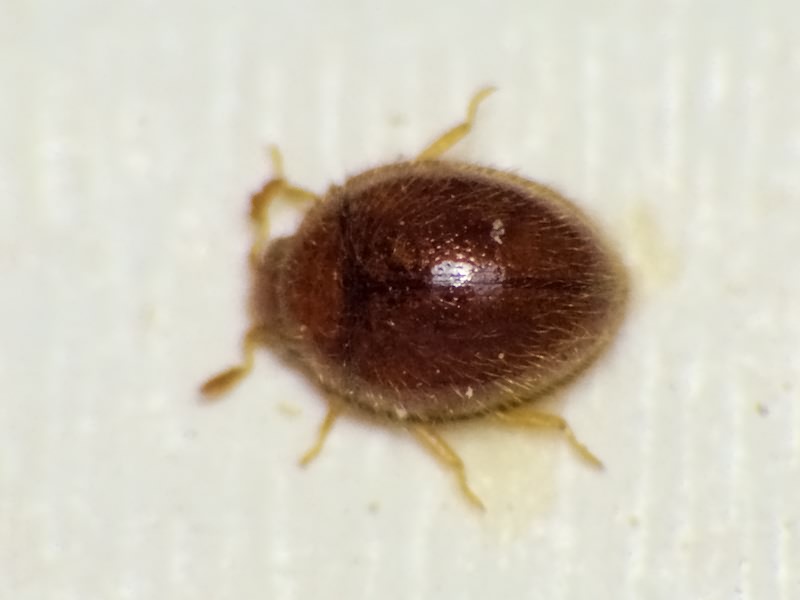 Mychothenus minutus (Frivaldszky, 1877)